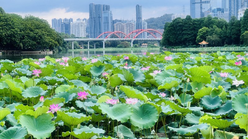 #相册 这几日在洪湖公园跑步时拍的荷花