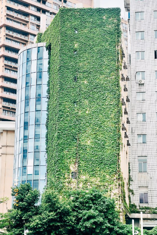 #相册 在家向窗外望去，对面楼满墙绿意