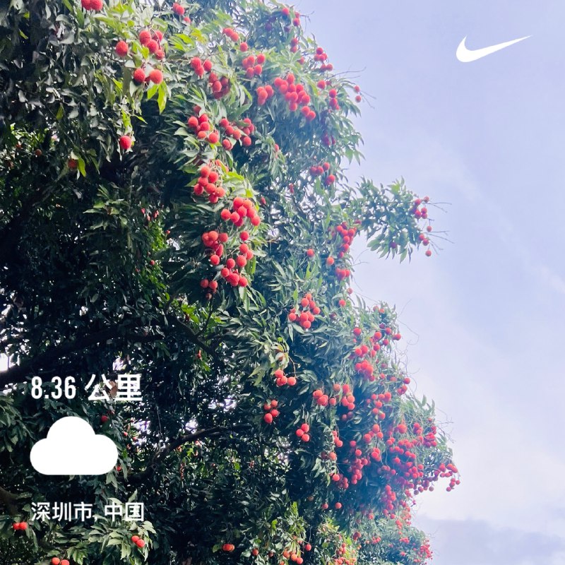 #workout 下班跑回家，配图为周末摘荔枝，今年荔枝丰年